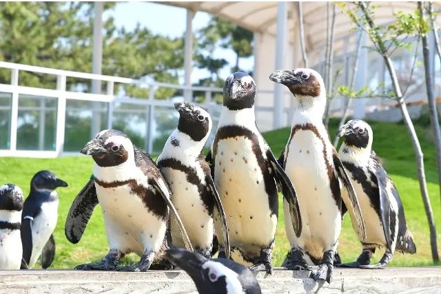 🐬 마린월드 우미노나카미치 이미지 8